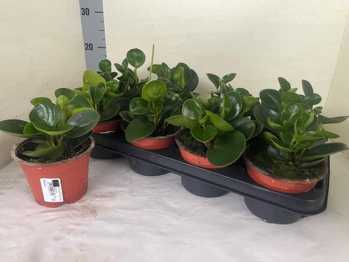 <h4>Pep Pepperspot</h4>