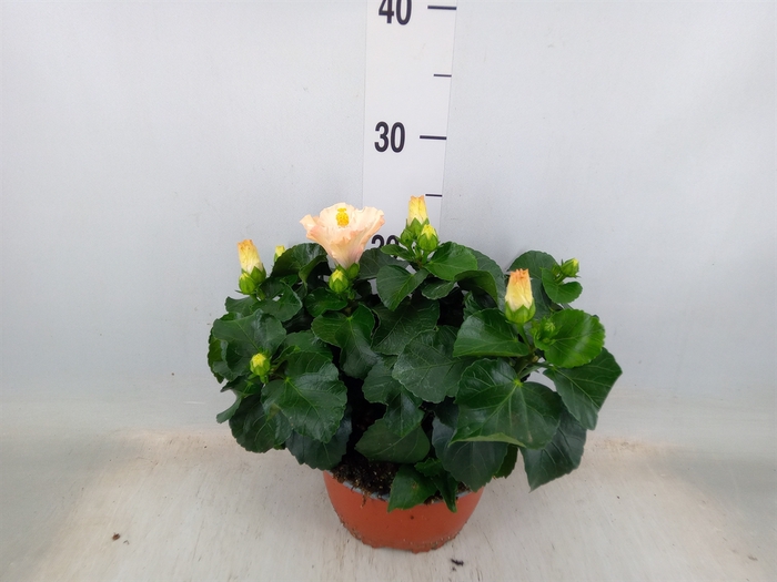 <h4>Hibiscus rosa-sin.   ...</h4>