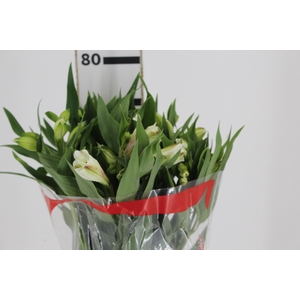 ALSTROEMERIA AKEMI 080 CM