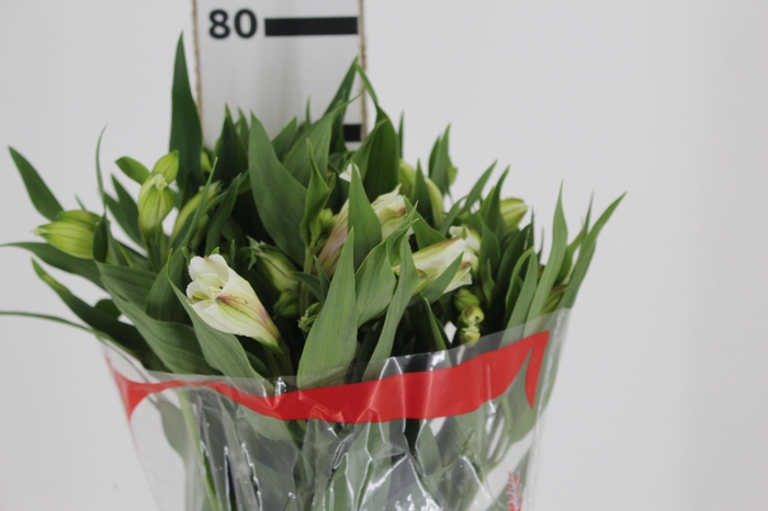 ALSTROEMERIA AKEMI 080 CM