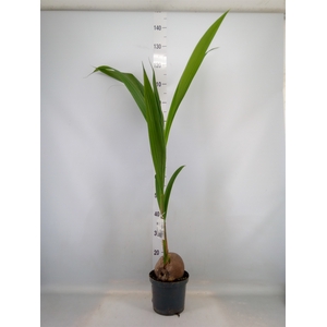 Cocos nucifera