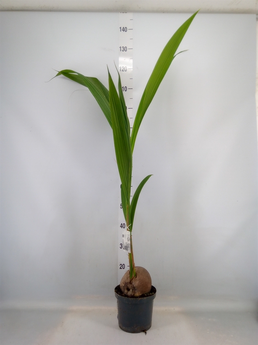 <h4>Cocos nucifera</h4>