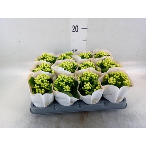 Kalanchoe  'RoseFlow Greta'