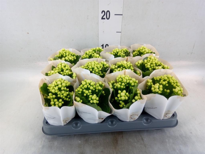 <h4>Kalanchoe  'RoseFlow Greta'</h4>