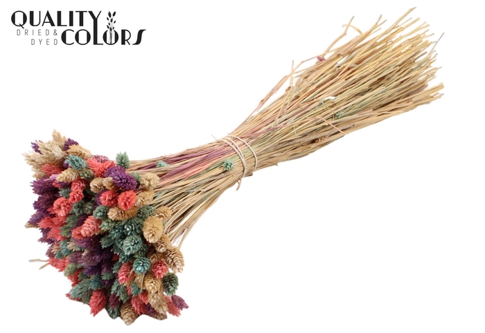 <h4>Droogbloemen   ...bewerkt H%</h4>