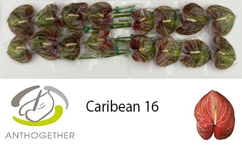 <h4>ANTH A CARIBEAN 16</h4>