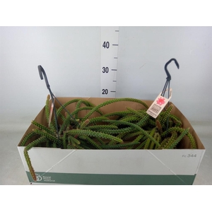 Cactus   ...hangingplants