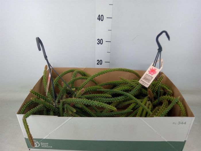 <h4>Cactus   ...hangingplants</h4>