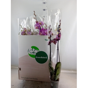 Phalaenopsis   ...mix