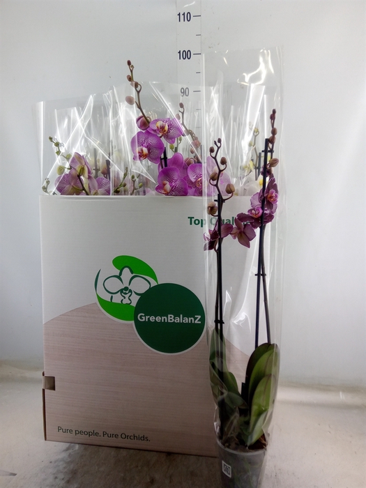 <h4>Phalaenopsis   ...mix</h4>