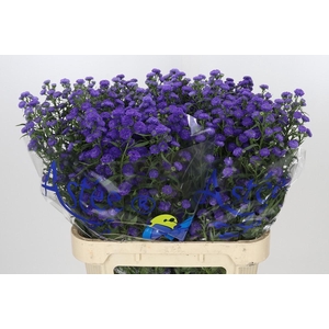 Aster Baby Parade