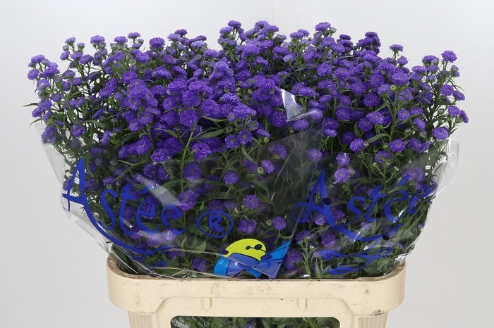 <h4>Aster Baby Parade</h4>