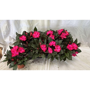 IMPAT CP PURPLE BLUE