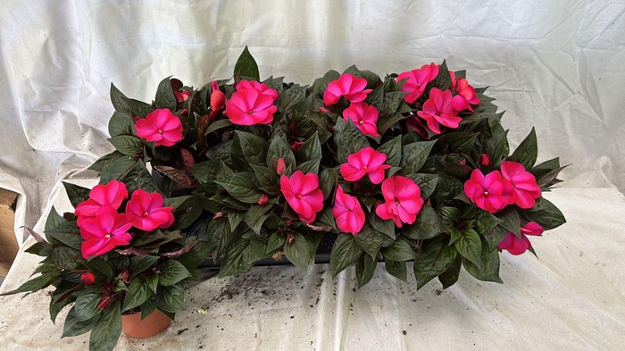 <h4>IMPAT CP PURPLE BLUE</h4>