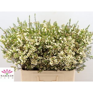 Cham Un Crystal Pearl