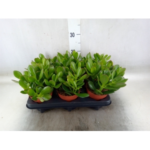 Crassula ovata