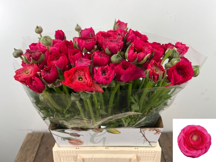 <h4>RAN EL HOT PINK</h4>