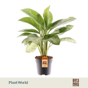 Aglaonema Silver Bay 3 stekken p.p.