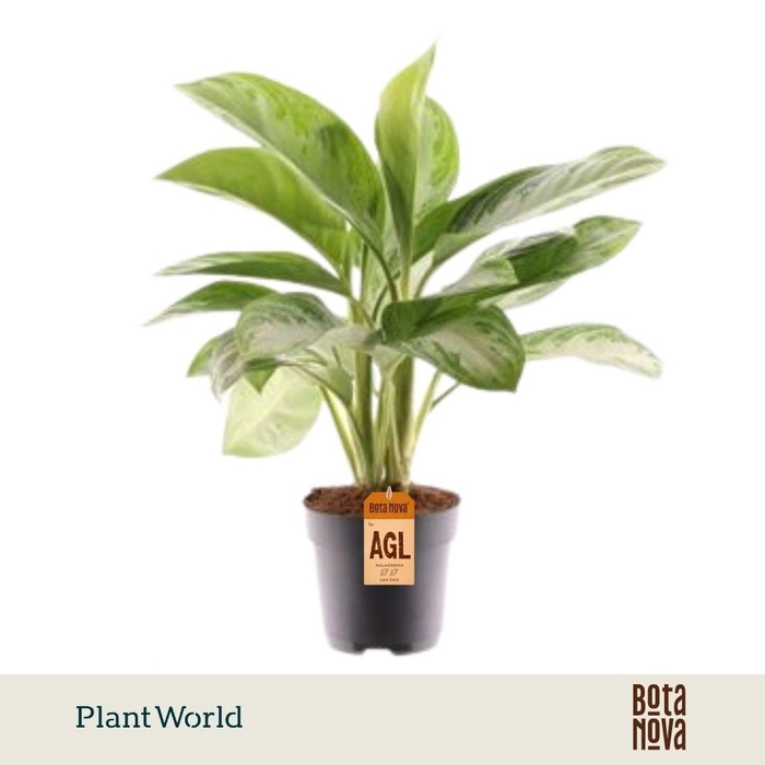 <h4>Aglaonema Silver Bay 3 stekken p.p.</h4>