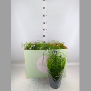 Rhipsalis baccifera 'Oasis'