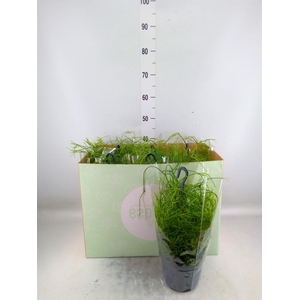 Rhipsalis baccifera 'Oasis'