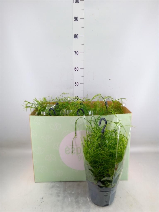 <h4>Rhipsalis baccifera 'Oasis'</h4>