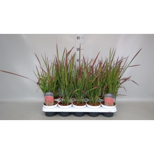 Imperata cylindrica 'Red Baron'