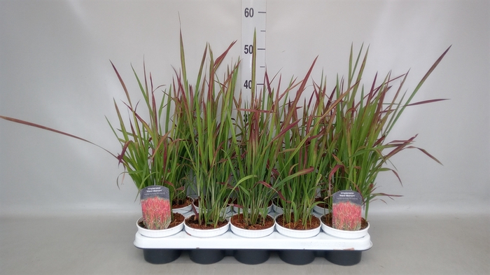 <h4>Imperata cylindrica 'Red Baron'</h4>