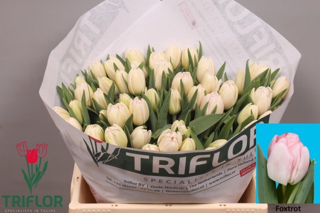 <h4>TU DU FOXTROT</h4>