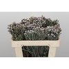 Kaaps Groen Silver Brunia