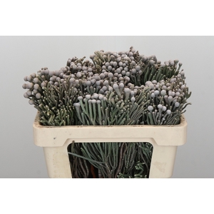 Kaaps Groen Silver Brunia
