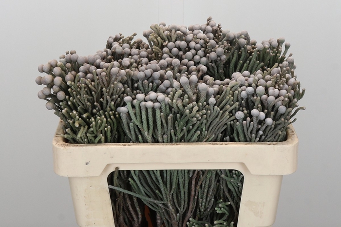 <h4>Kaaps Groen Silver Brunia</h4>