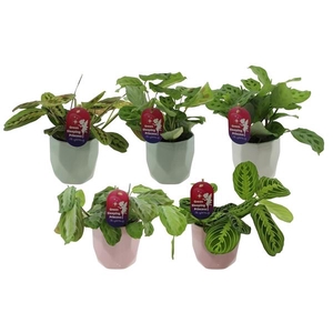 Maranta leuconeura overig