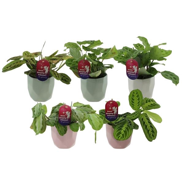 <h4>Maranta leuconeura overig</h4>