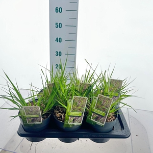 Pennisetum alopecuroides