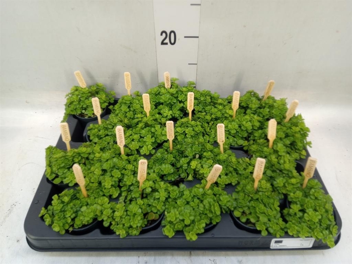 <h4>Pilea depressa</h4>