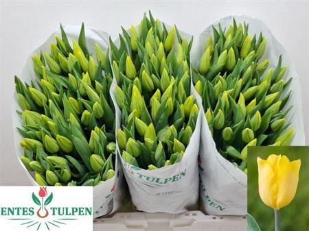 <h4>Tu En Strong Gold</h4>