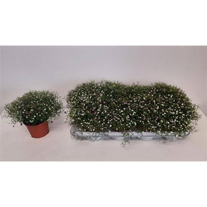 Gypsophila muralis 'Gypsy'