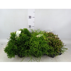 Rhipsalis   ...mix