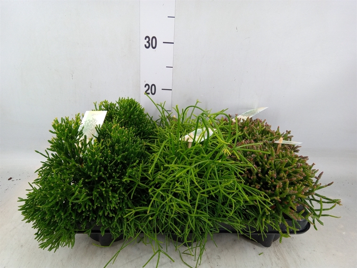 <h4>Rhipsalis   ...mix</h4>