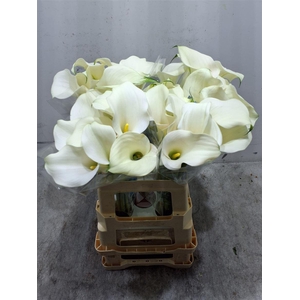 Zant Captain Ventura