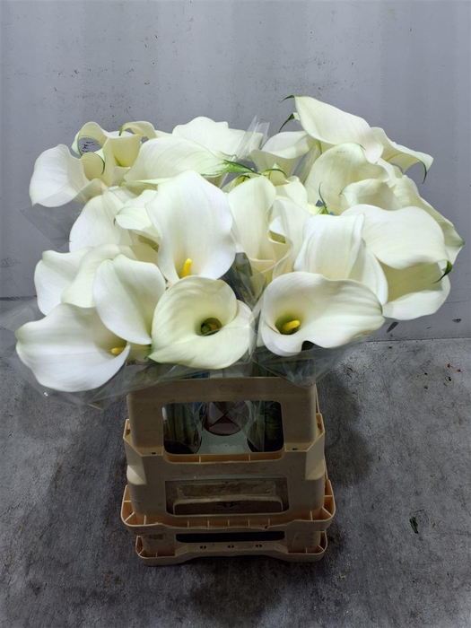 <h4>Zant Captain Ventura</h4>