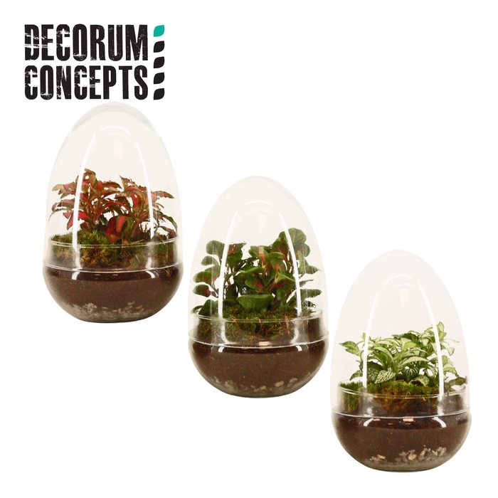 Terrarium Egg small (Decorum concepts)