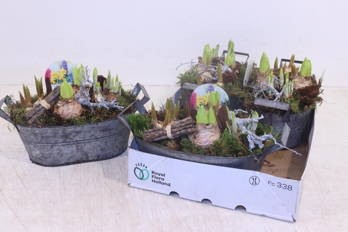 <h4>ARR BOL KNOLGEWAS</h4>