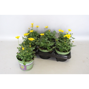 Bidens Golden Empire