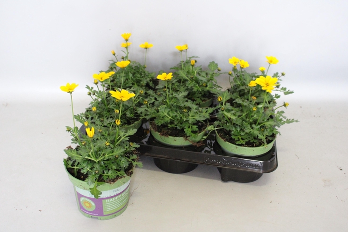 <h4>Bidens Golden Empire</h4>