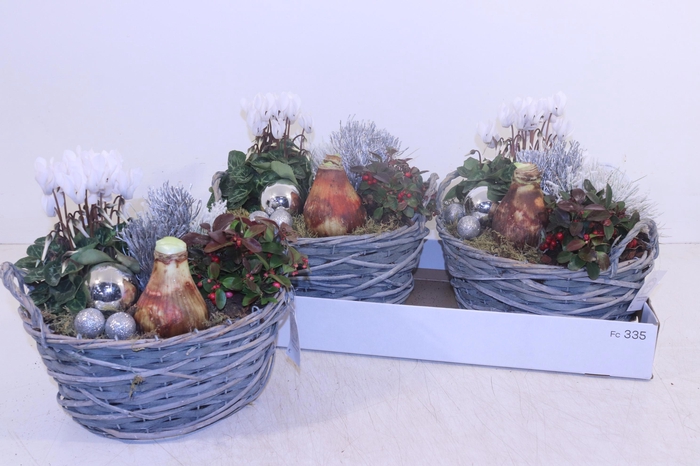 <h4>ARR HIPPEASTRUM</h4>