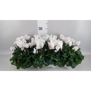 Cyclamen MD 'Allure'