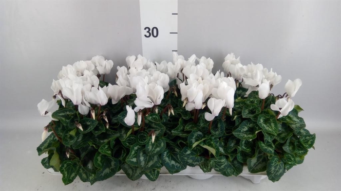 <h4>Cyclamen MD 'Allure'</h4>