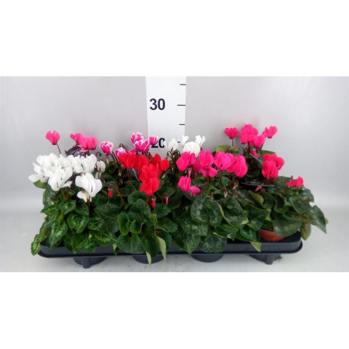 <h4>Cyclamen KL   ...patio</h4>